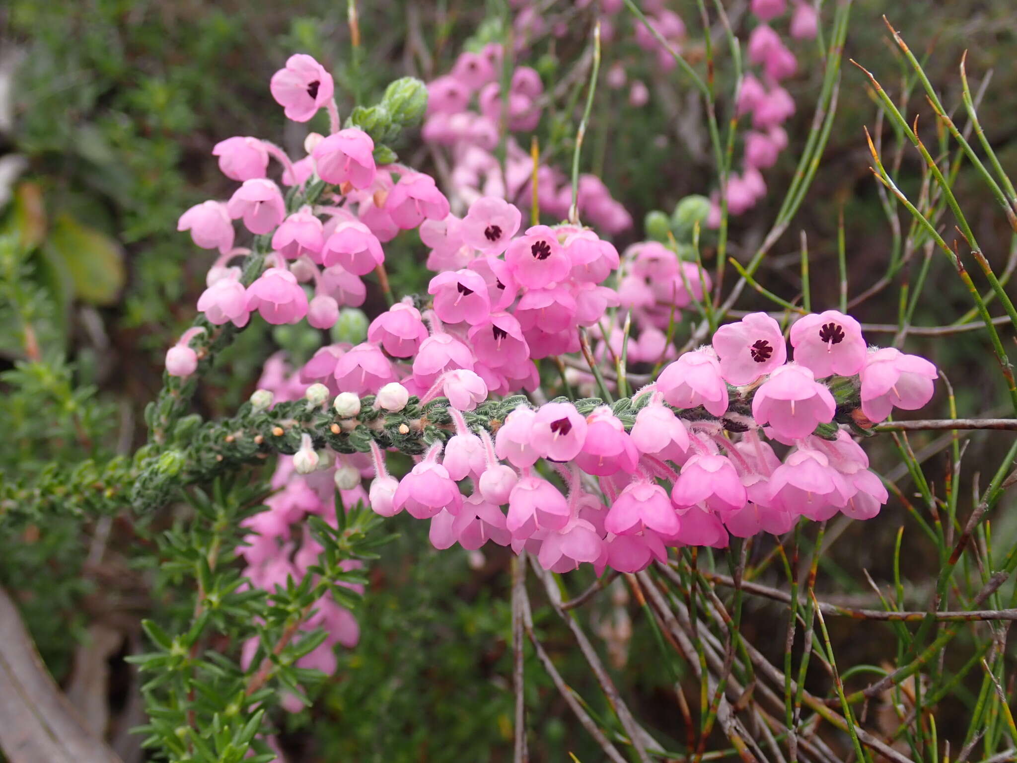 Image of Erica nervata Guthrie & Bolus