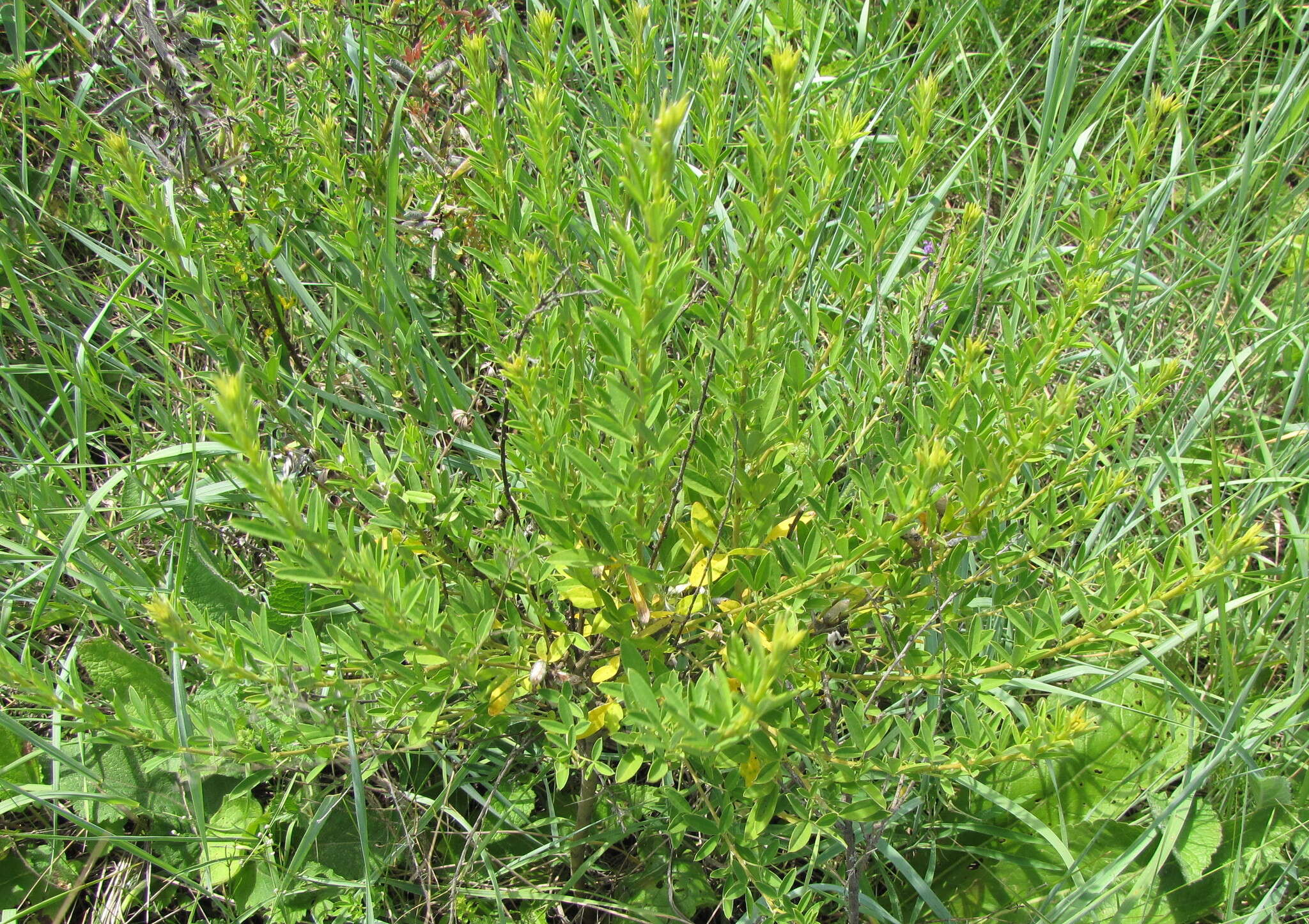 Image of Cytisus austriacus L.