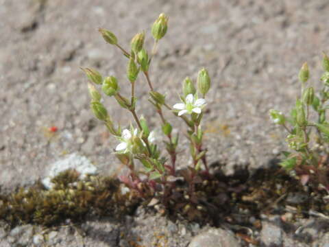 Image of Thyme-leaved Sandwort