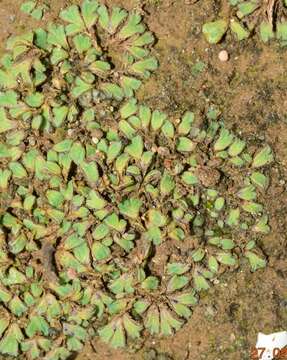 Image of Riccia atromarginata Levier