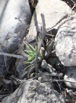 Image of Echeveria paniculata A. Gray