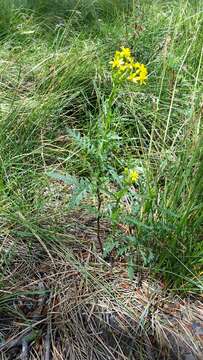 Image of Desert Ragwort