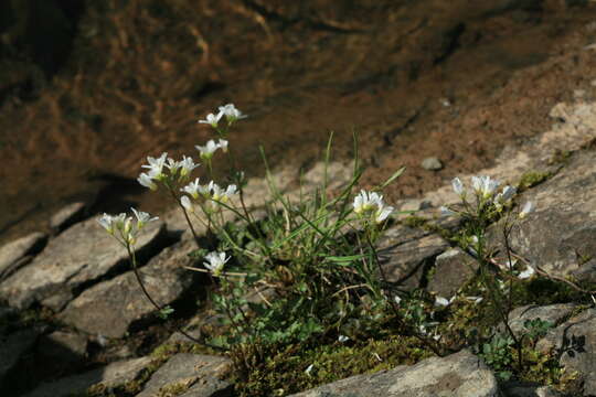 Imagem de Cardamine prorepens Fisch.