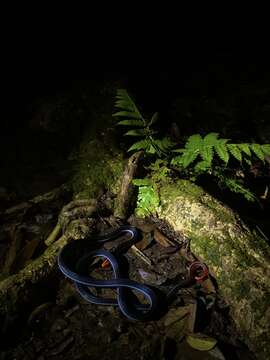 Image of Blue Coral Snake