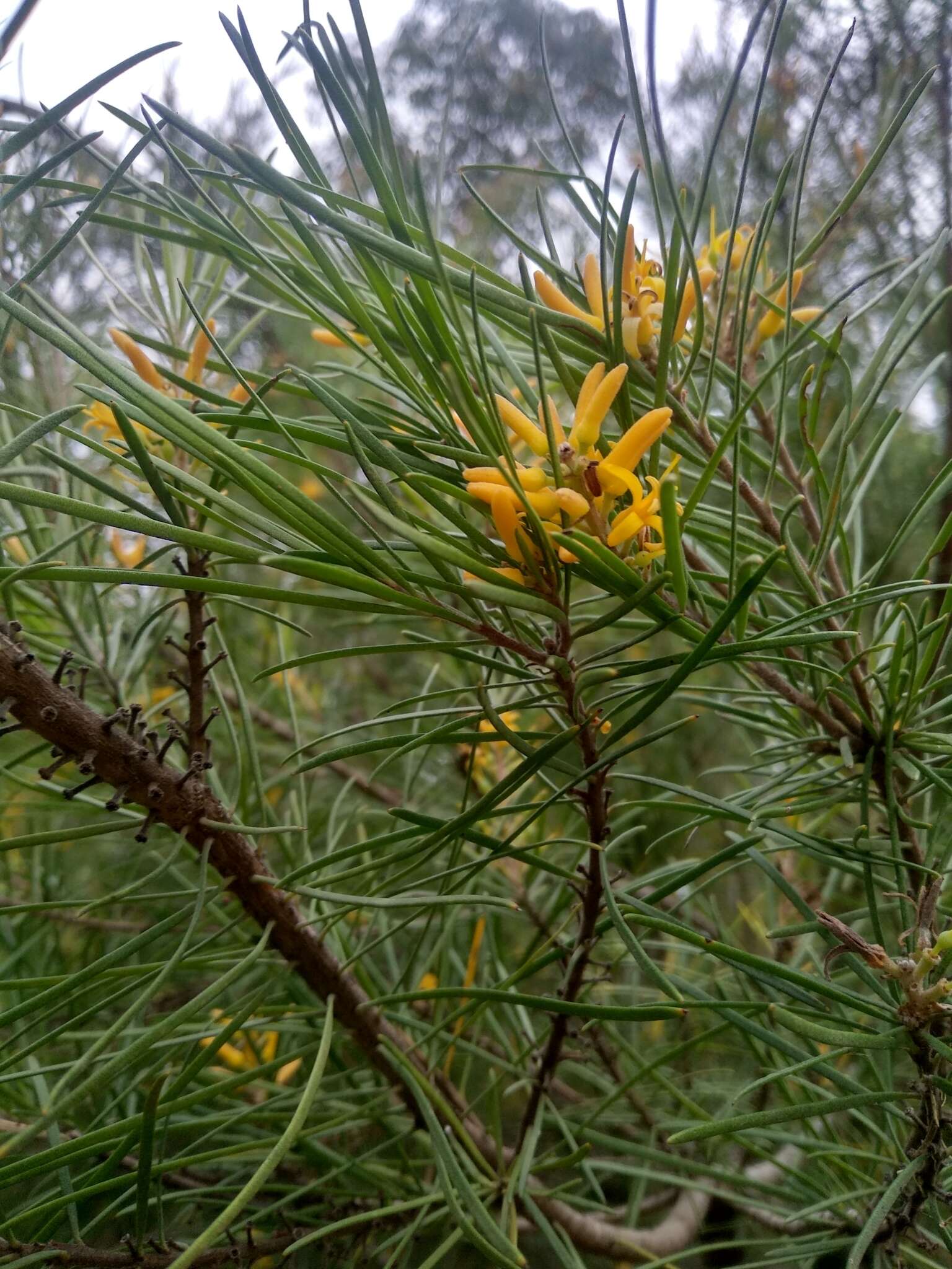 Plancia ëd Persoonia linearis Andr.