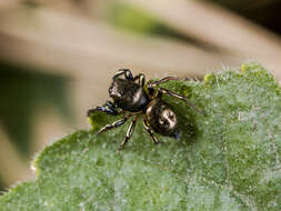 Image of Heliophanus auratus C. L. Koch 1835