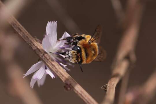 صورة Anthophora urbana clementina Cockerell 1939