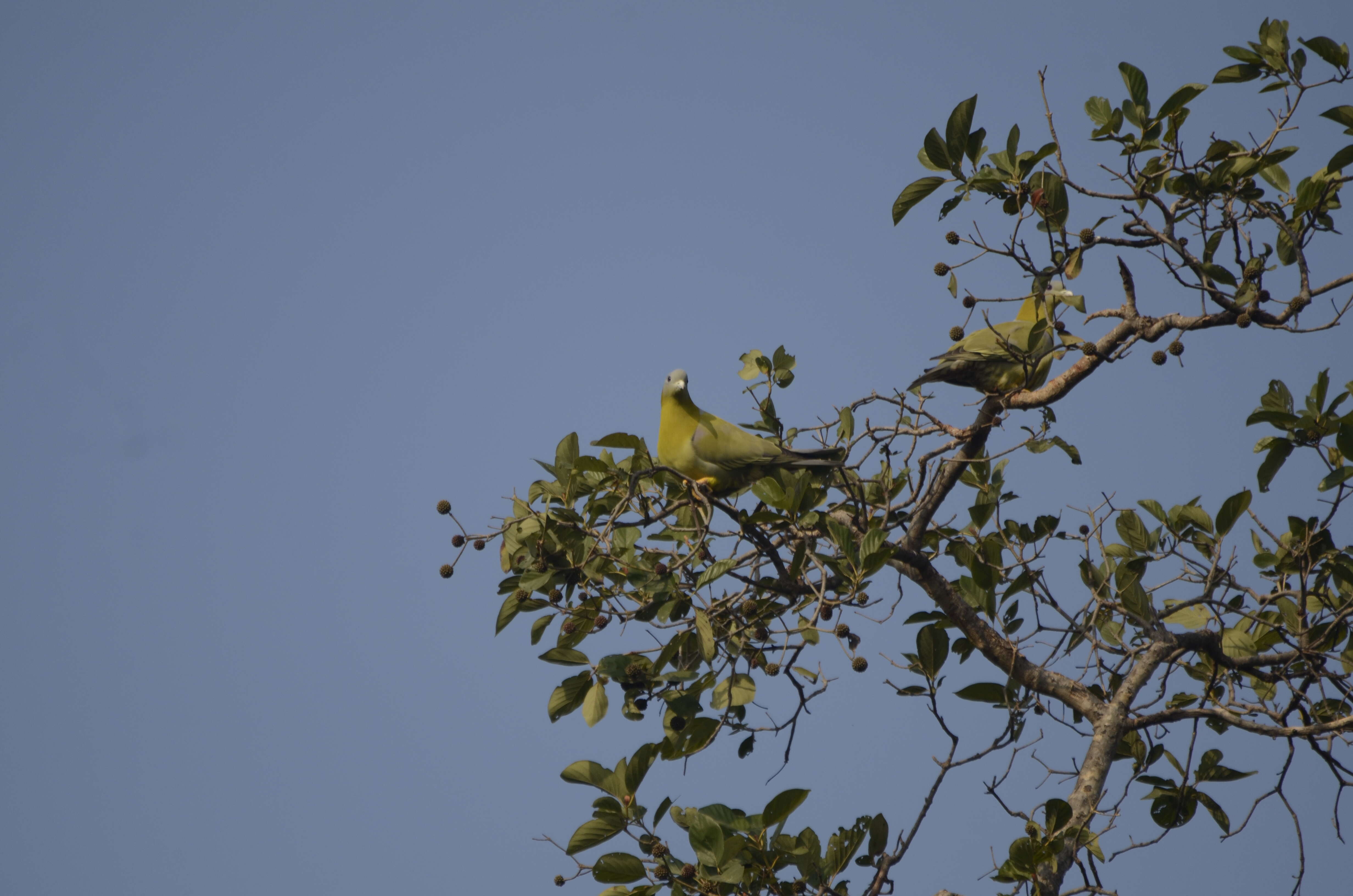 Image of Yellow-footed Green Pigeon