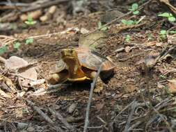 Image of Colima Wood Turtle