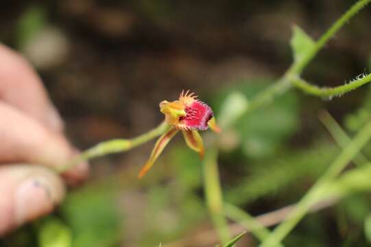 Image of Stumpy spider orchid