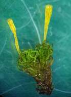 Image of <i>Ulota intermedia</i>