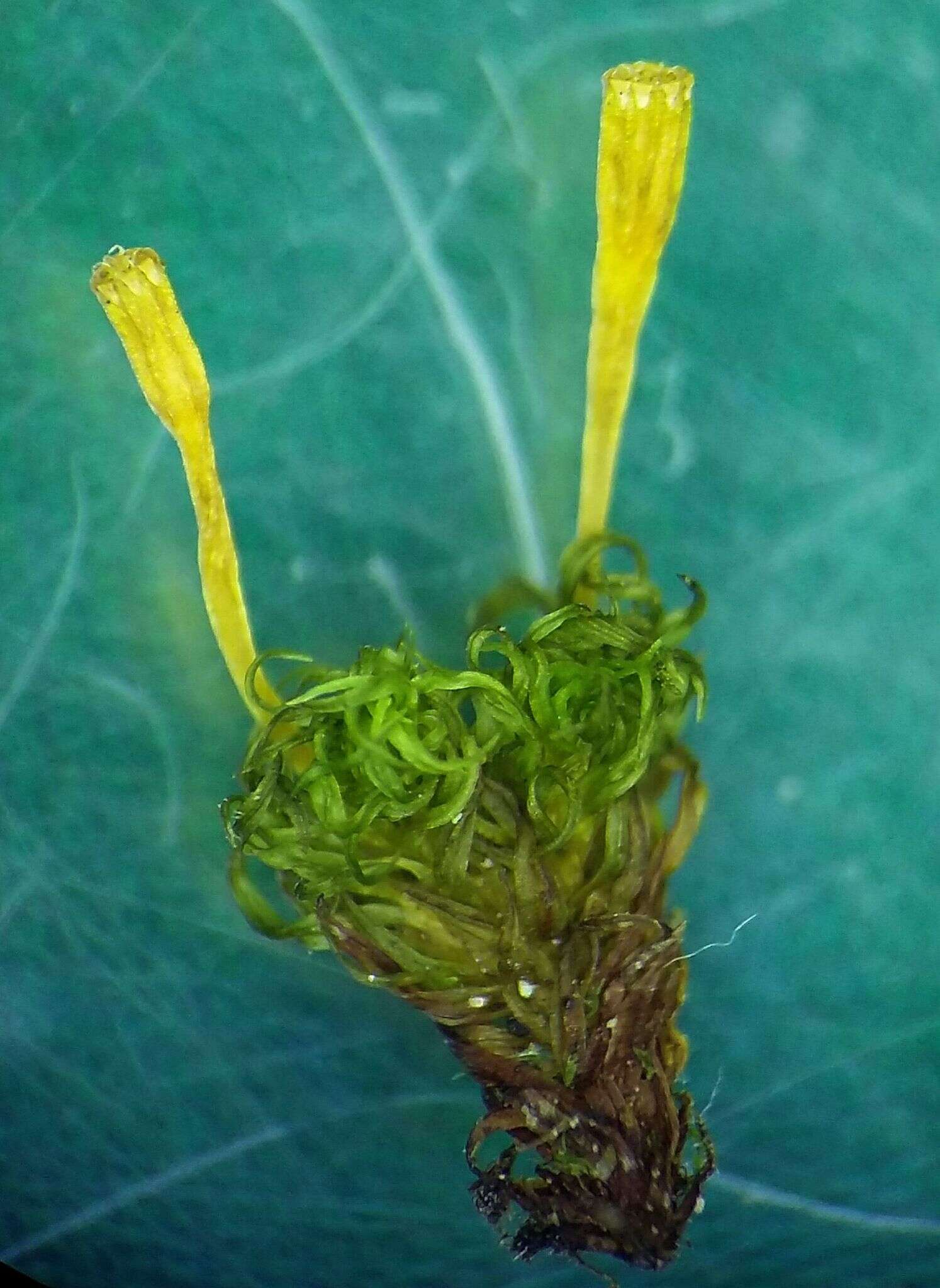 Image of <i>Ulota intermedia</i>