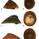 Image of Banbury Springs Limpet