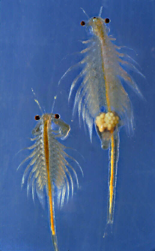 Image of brine shrimp