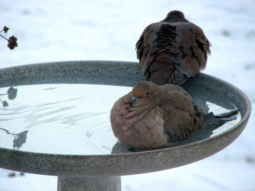 Image of American Mourning Dove