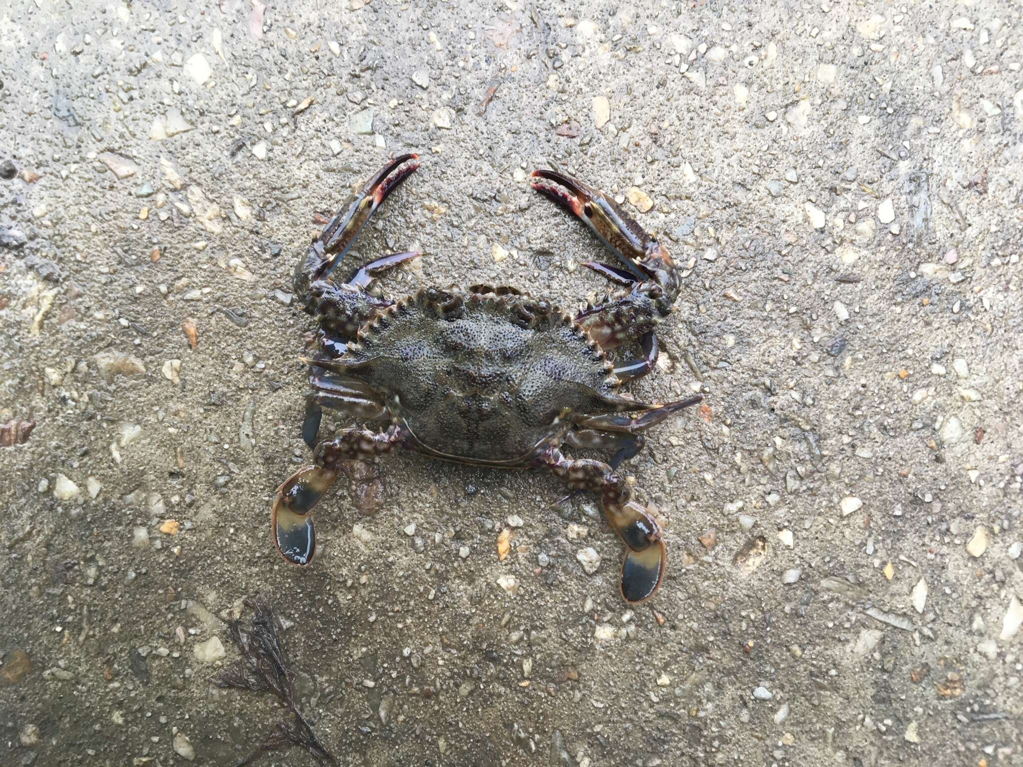 Image of Blue swimmer crab