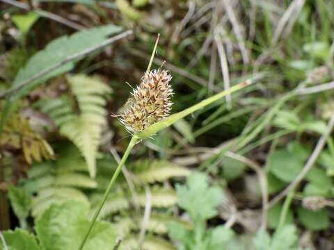 Image of Luzula capitata (Miq. ex Franch. & Sav.) Kom.