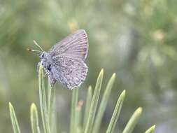 Image of Desert Elfin