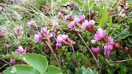 Image of cliff dwarf-primrose