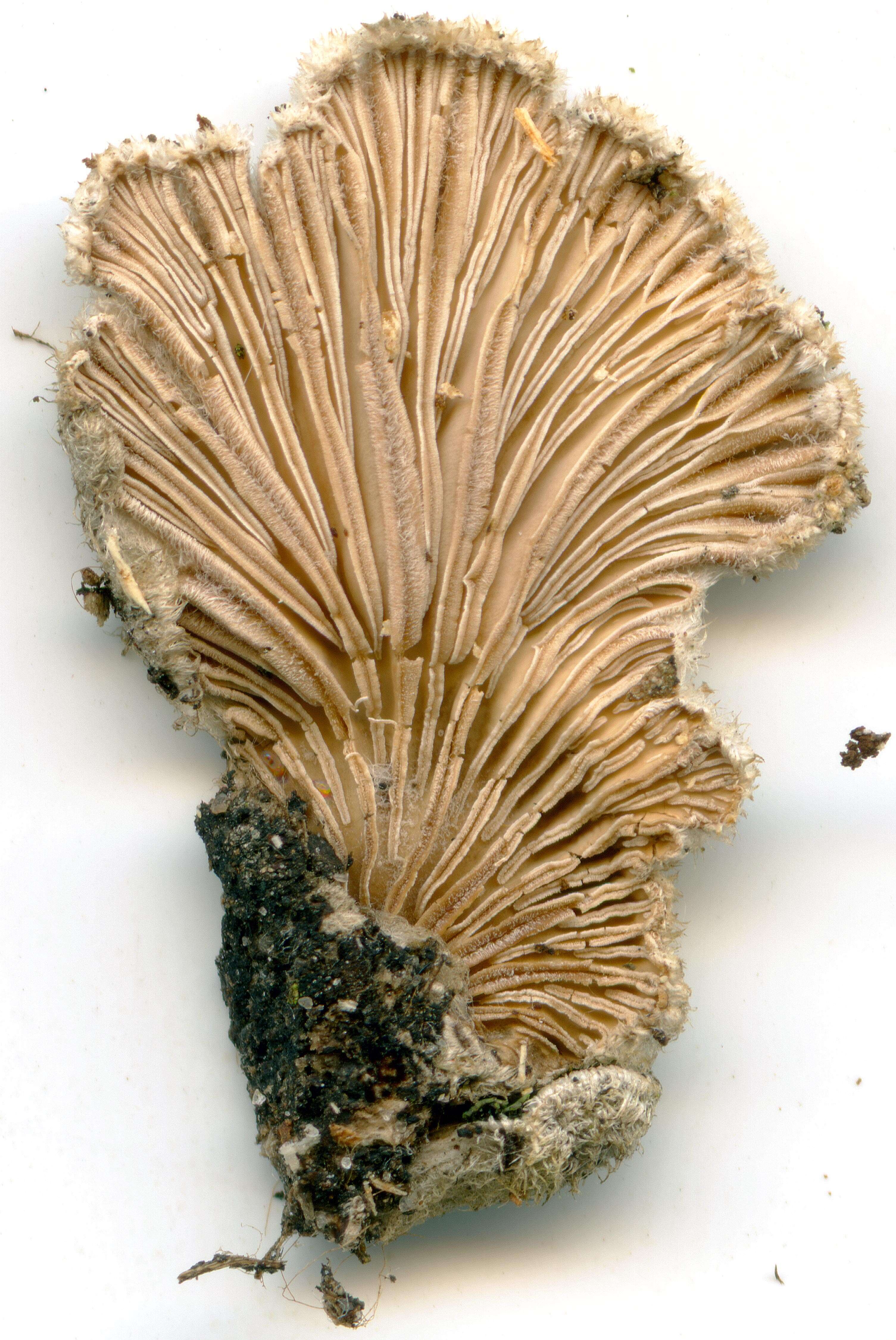 Image of Schizophyllum