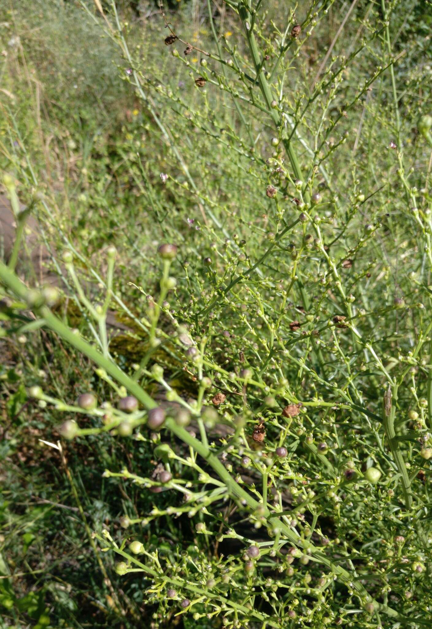 Image of Scrophularia canina subsp. bicolor (Sibth. & Sm.) W. Greuter