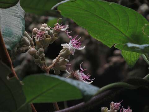 صورة Miconia bubalina (D. Don) Naud.