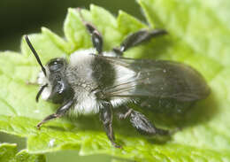 Image of Ashy Mining Bee