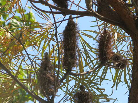 Image of Banksia littoralis R. Br.