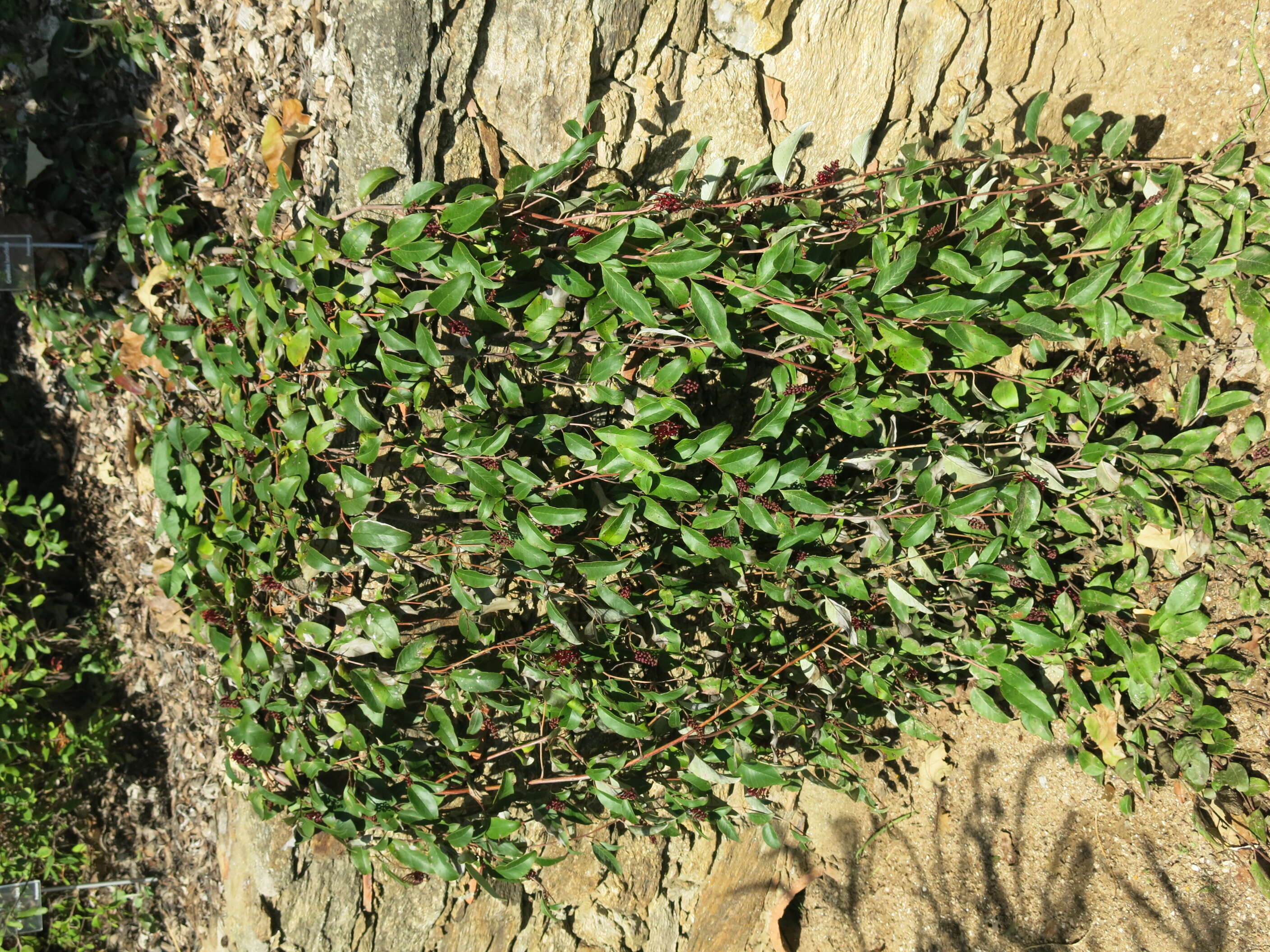 Image of Grevillea laurifolia Sieber ex Meissn.