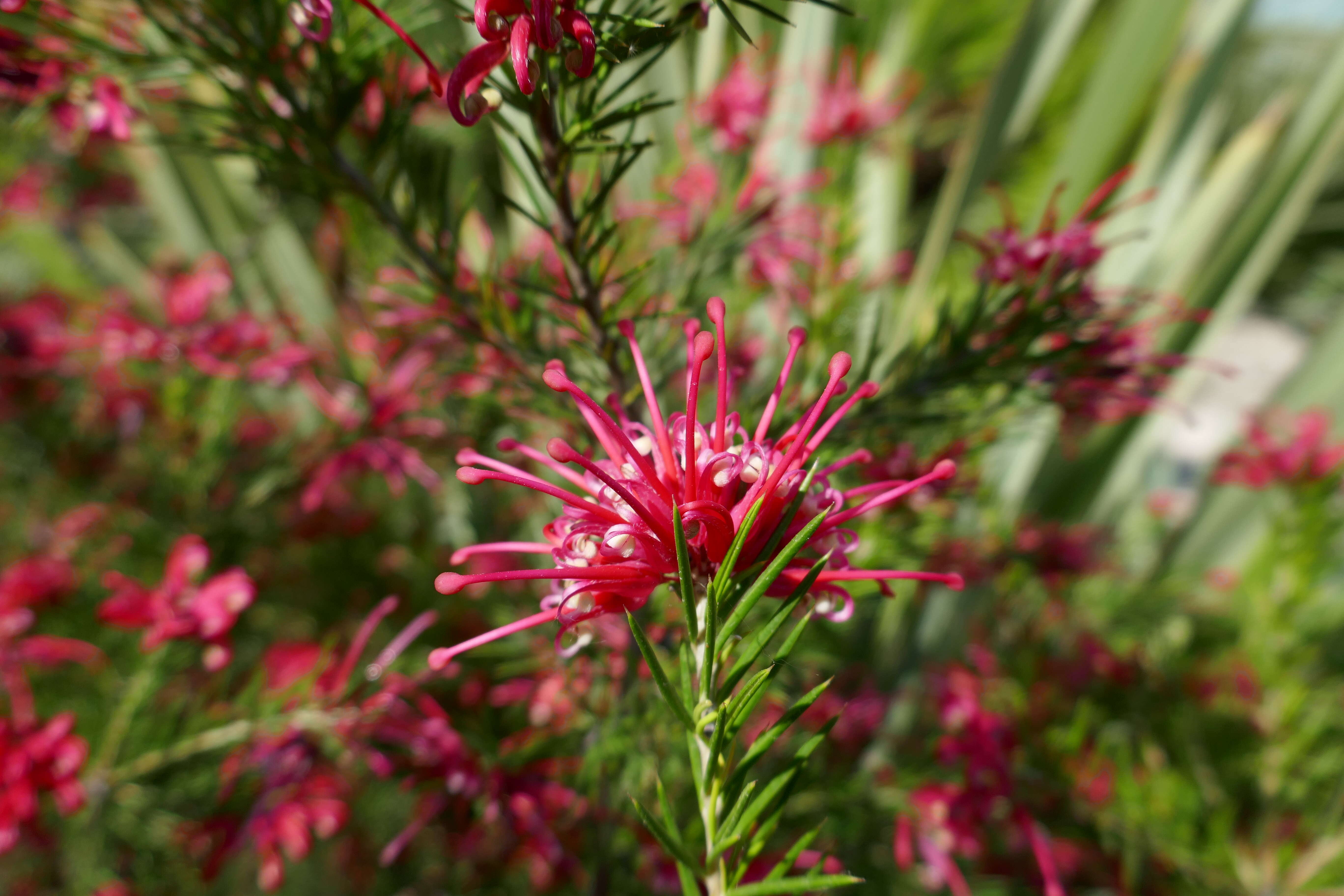 Image of Grevillea rosmarinifolia A. Cunn.