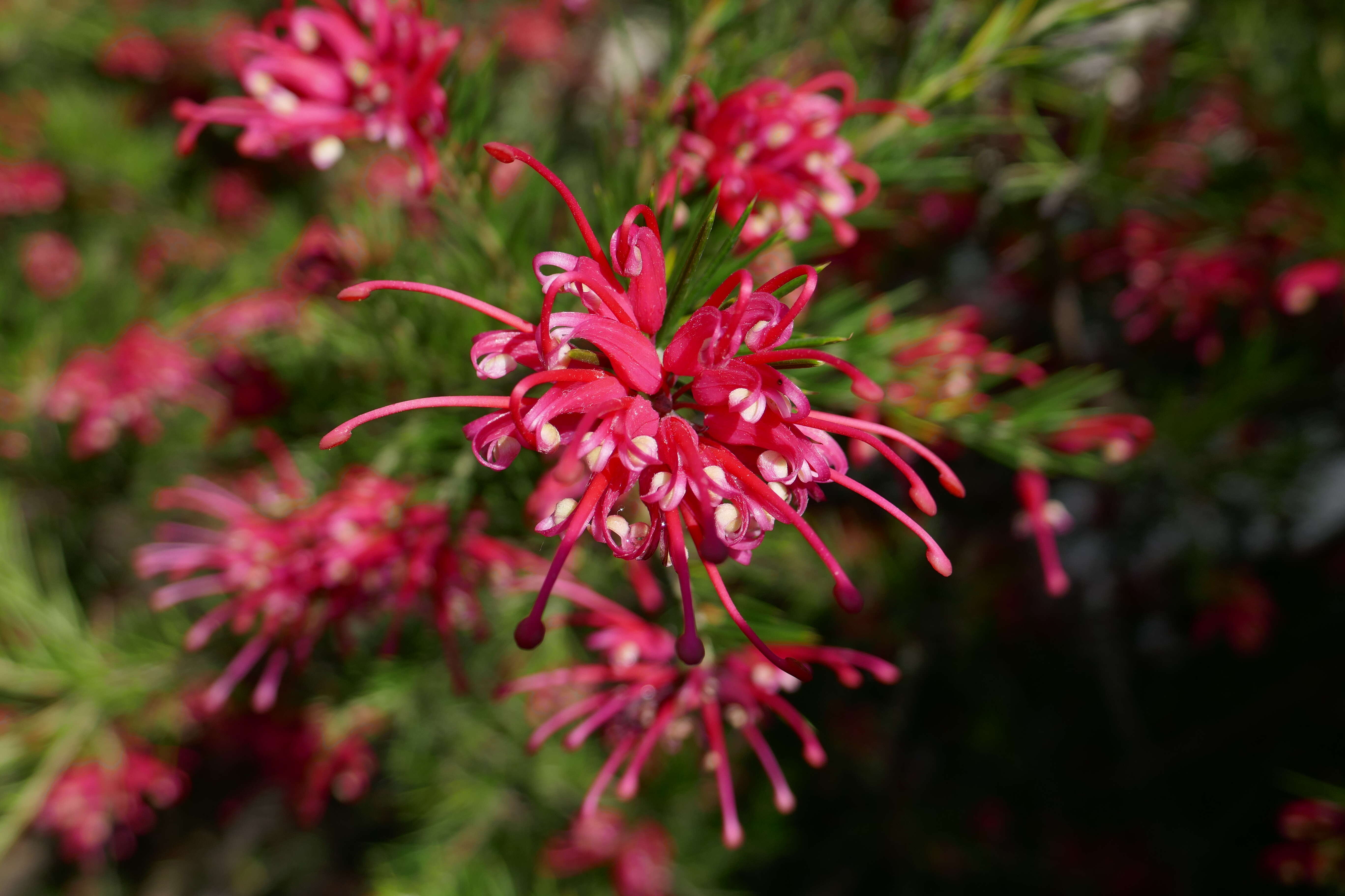 Image of Grevillea rosmarinifolia A. Cunn.