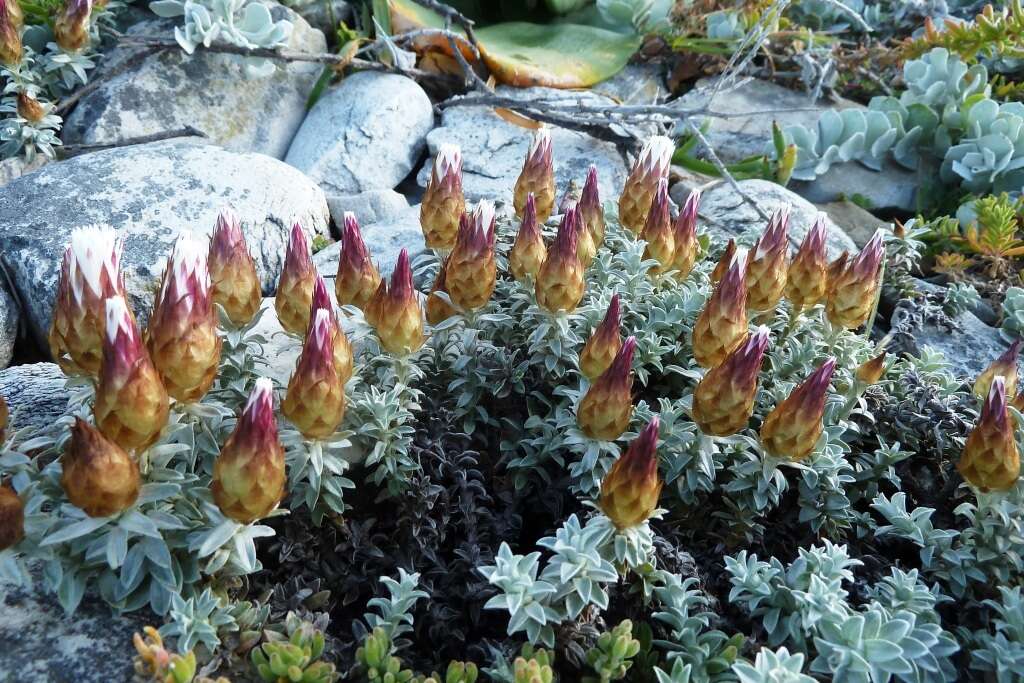 Image of Helichrysum retortum (L.) Willd.