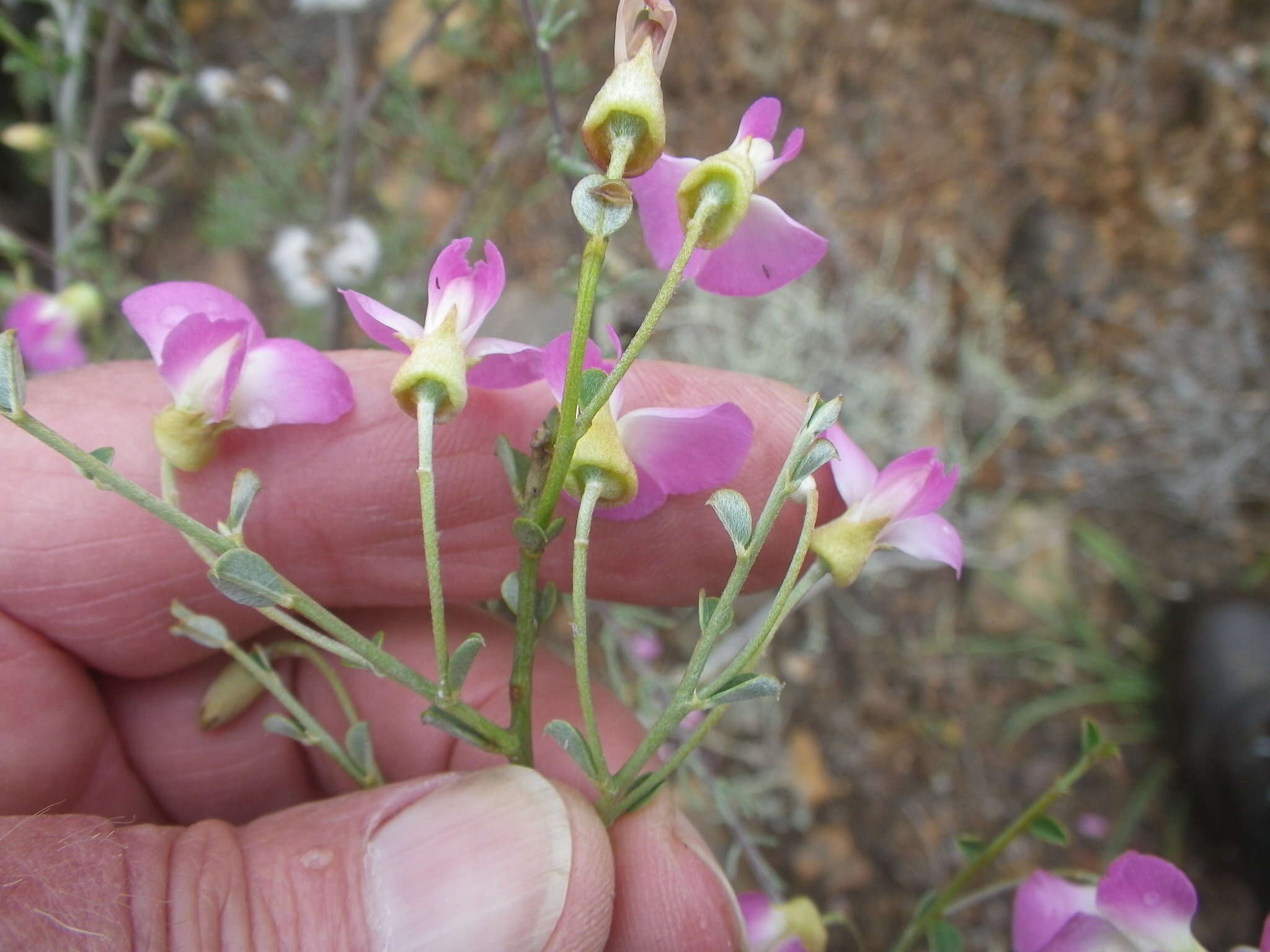 Plancia ëd Podalyria microphylla E. Mey.