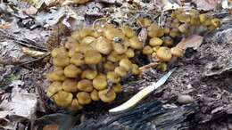 Image of Honey Fungus