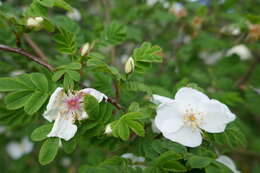 Rosa sericea Lindl. resmi