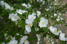 Rosa sericea Lindl. resmi