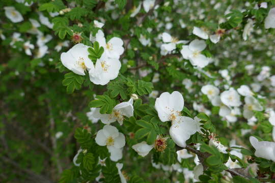 Rosa sericea Lindl. resmi