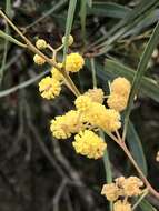 Image of water wattle