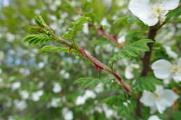 Rosa sericea Lindl. resmi