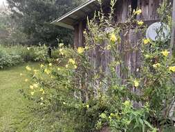 Imagem de Oenothera grandiflora L'Her