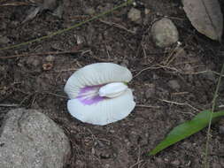 Image of arrowleaf butterfly pea