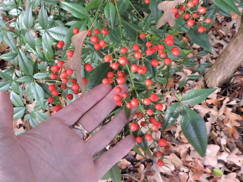 Image of nandina