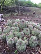 Image de Mammillaria beneckei Ehrenb.