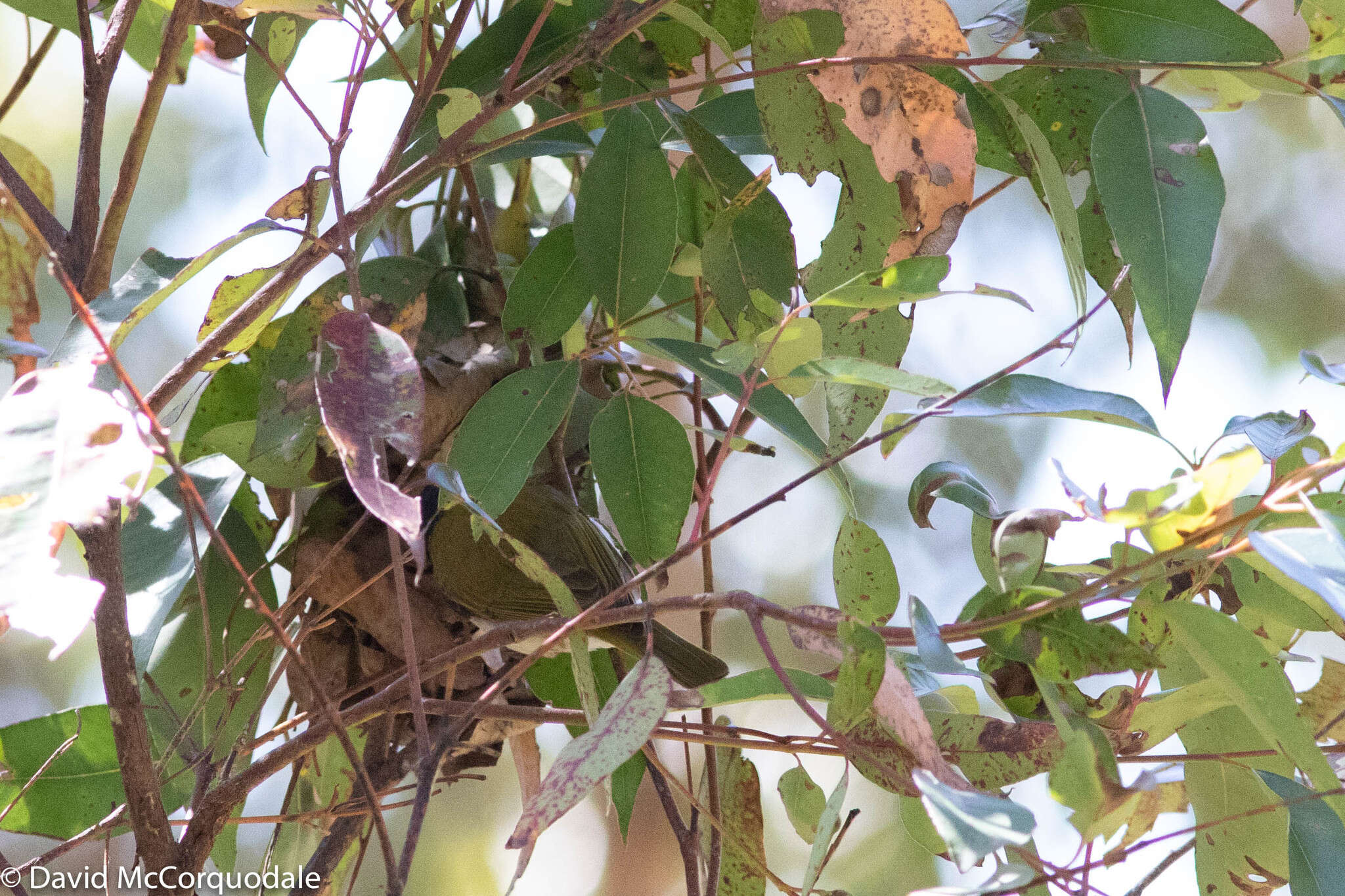 Image of Gilbert's Honeyeater