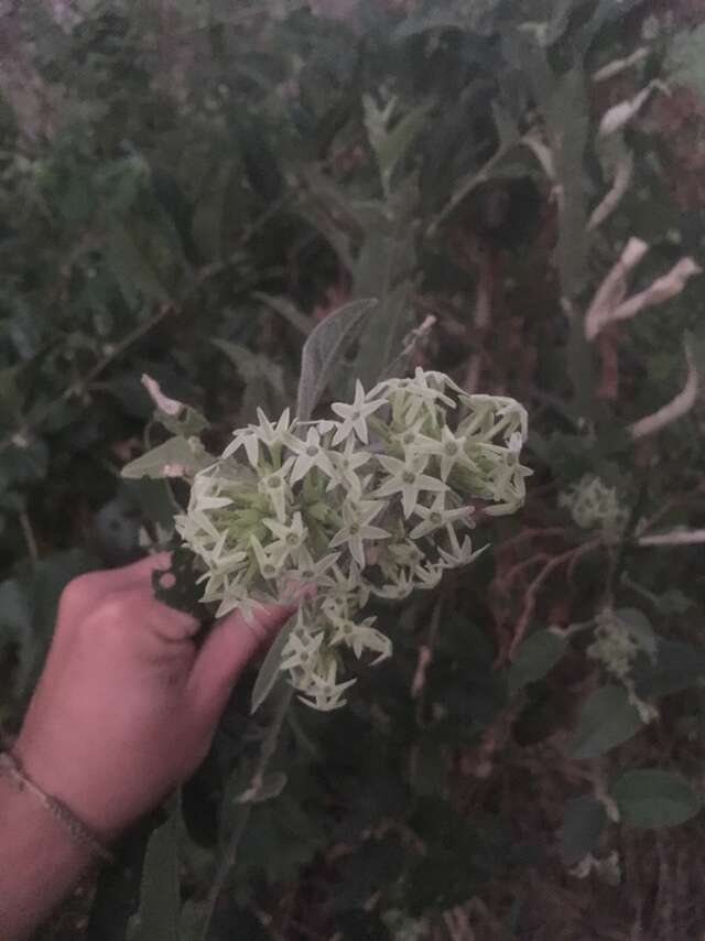 Image of Cestrum strigillatum Ruiz & Pav.