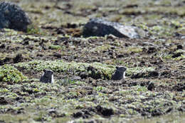 Image of Blick's Grass Rat