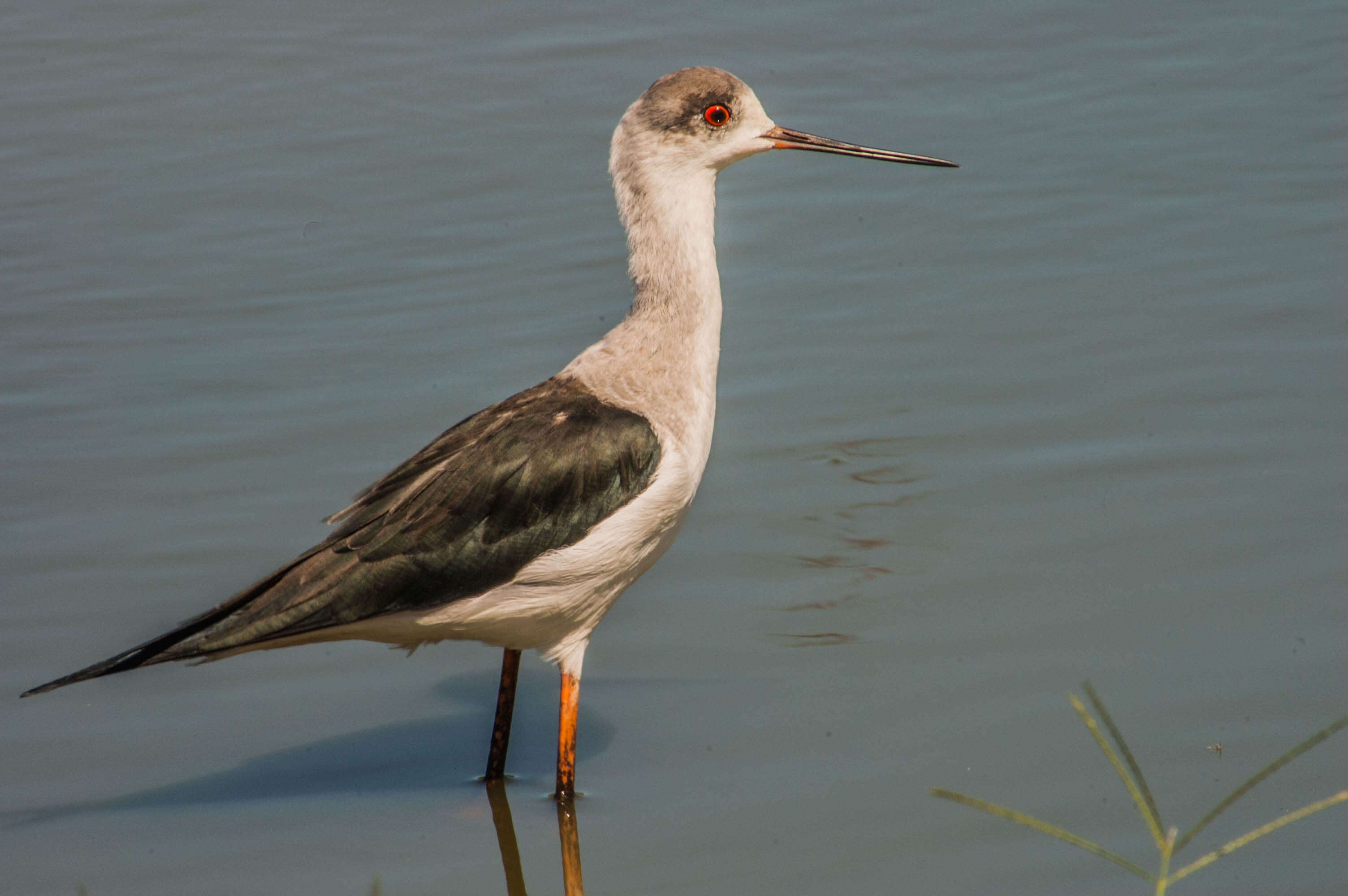 Image of Black-winged Stilt