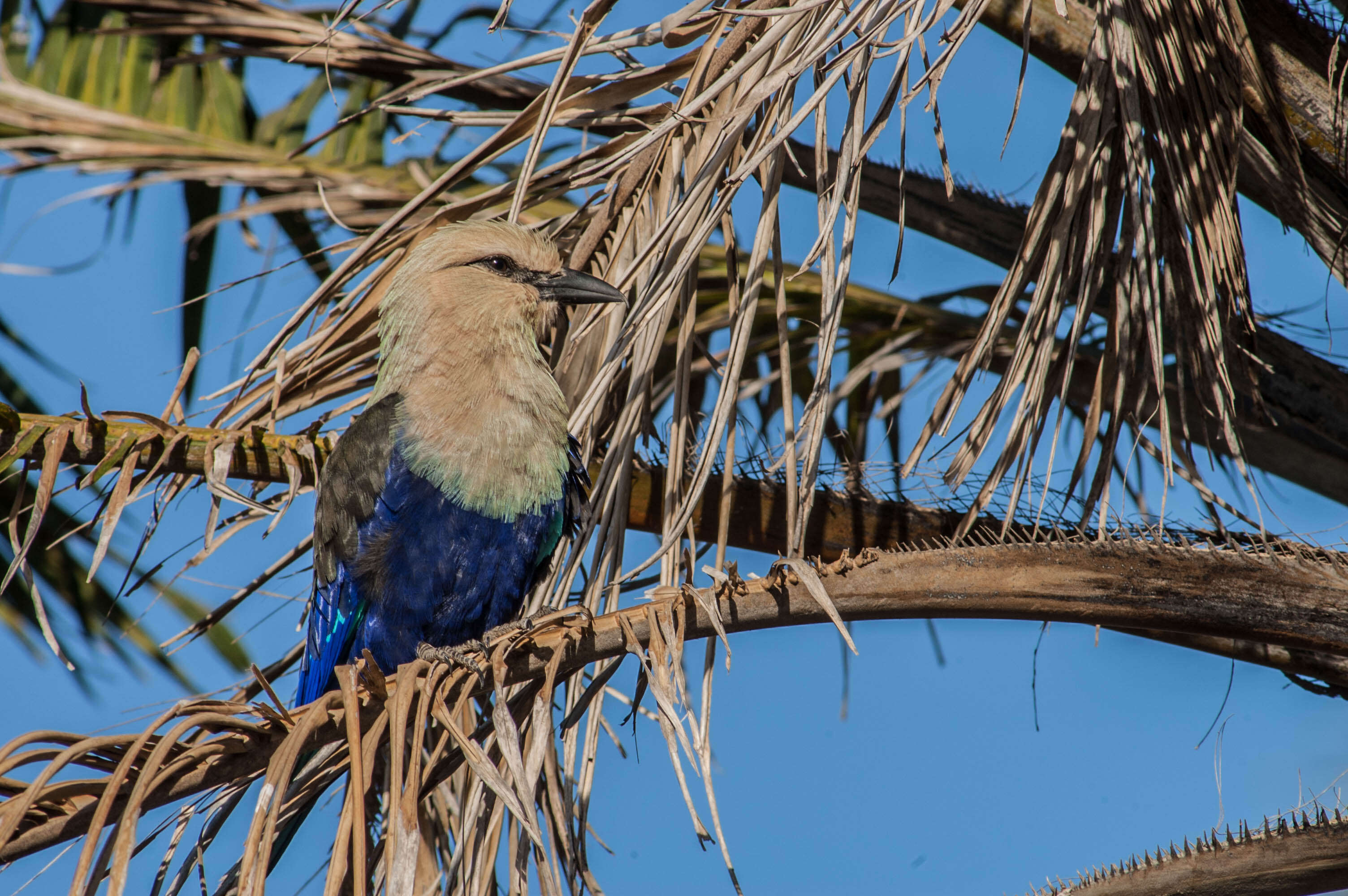 Image of Blue-bellied Roller