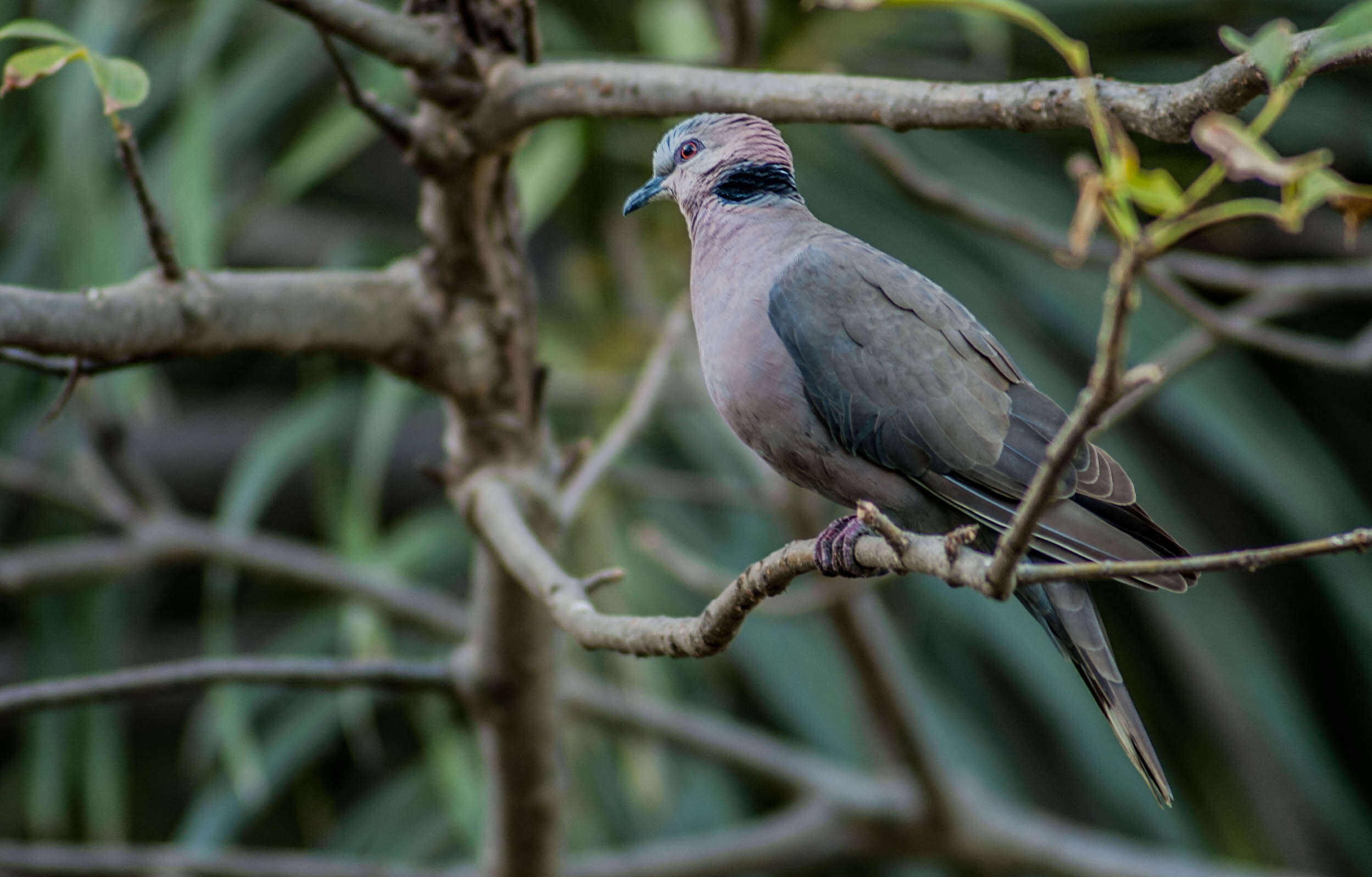 Image of Red-eyed Dove