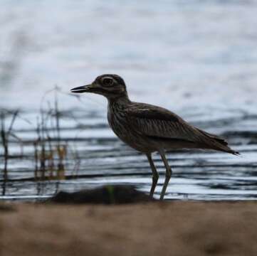 Image of Senegal Thick-knee